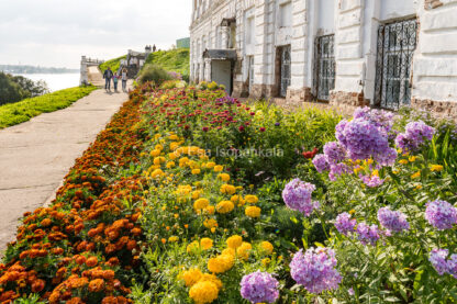 Kostroman keskuspuiston kukat, Venäjä