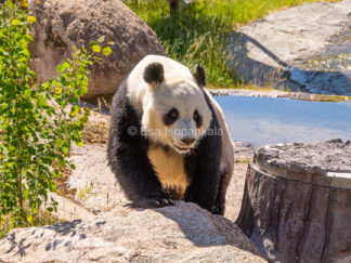 Pyry-panda, Ähtärin eläinpuisto