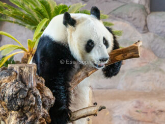 Pyry-panda, Ähtärin eläinpuisto
