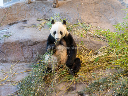 Panda, Ähtärin eläinpuisto