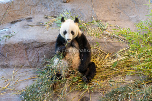 Panda, Ähtärin eläinpuisto
