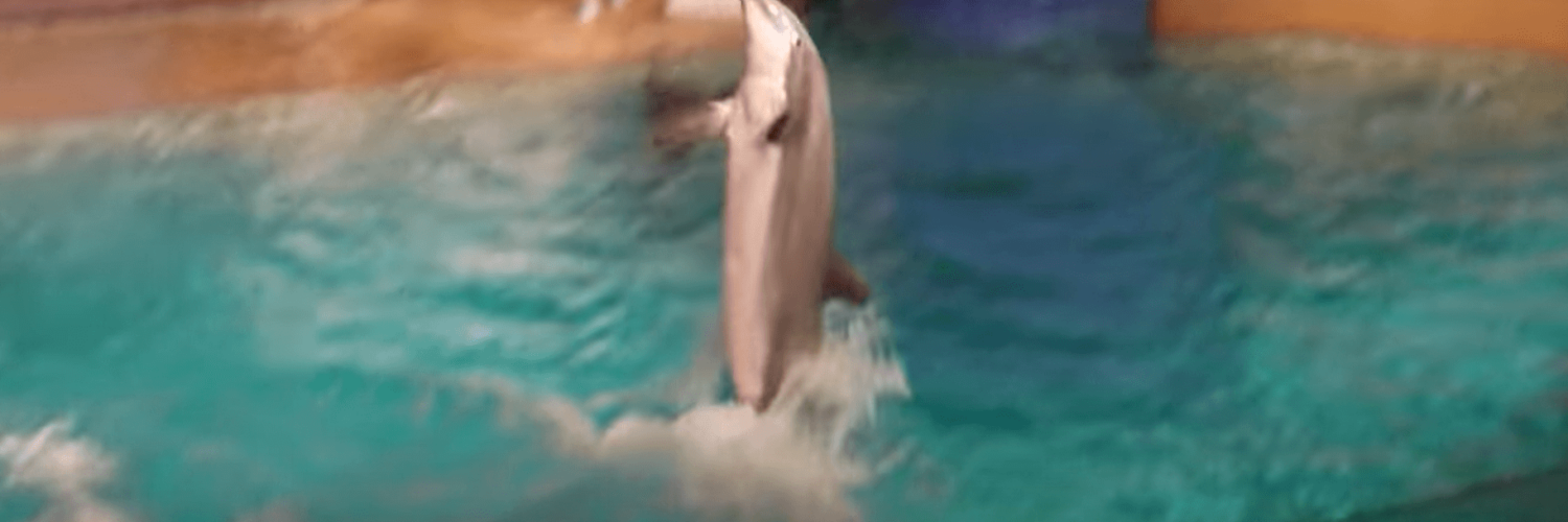 sarkanniemen delfinaario