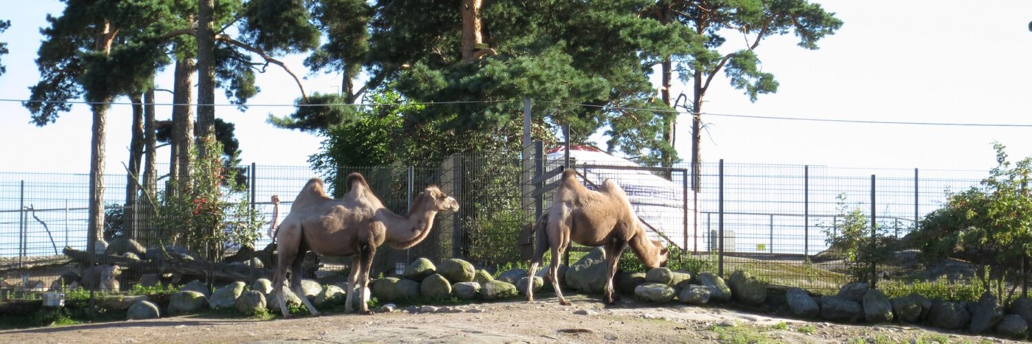 korkeasaari, kamelit