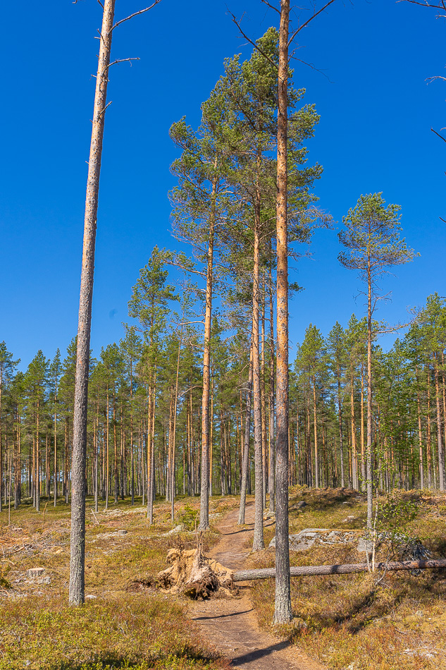 Särkijärven 10 km luontopolku, Kalajoki