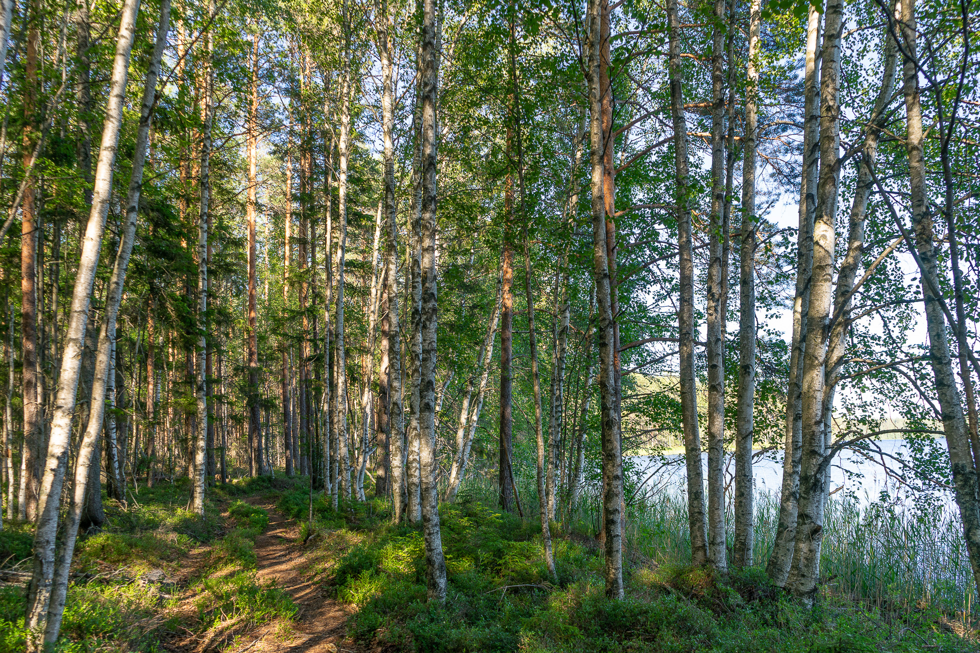 Liesjärven kansallispuisto, Tammela