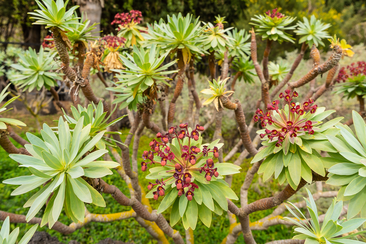 Kasvitieteellinen puutarha Viera y Clavijo, Gran Canaria, purppuratyräkki