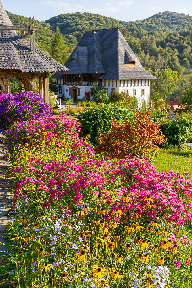 Barsanan luostarin kukat, Pohjois-Romania.
